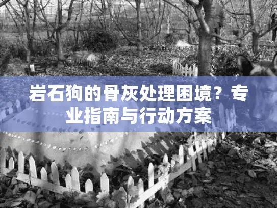 岩石狗的骨灰处理困境？专业指南与行动方案