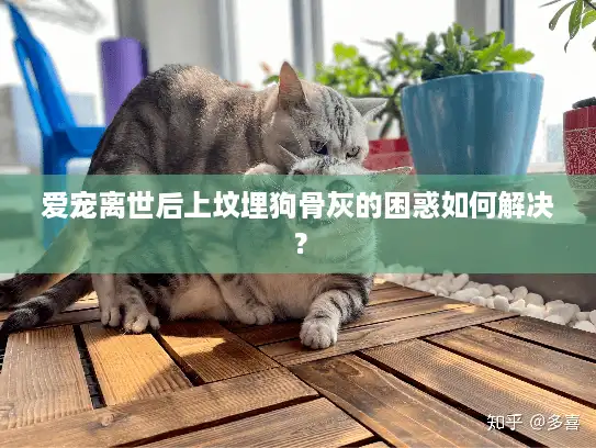 爱宠离世后上坟埋狗骨灰的困惑如何解决？