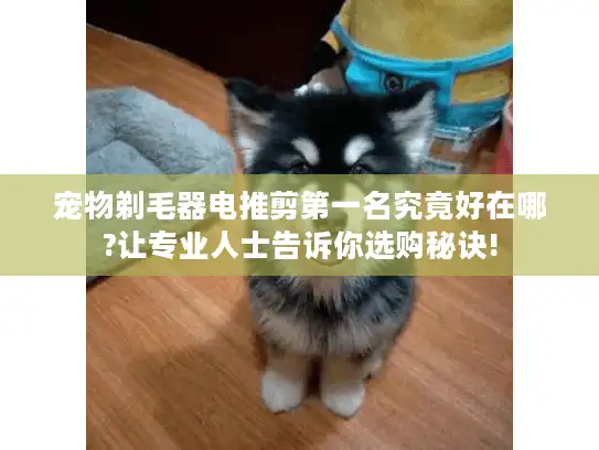 宠物剃毛器电推剪第一名究竟好在哪?让专业人士告诉你选购秘诀!