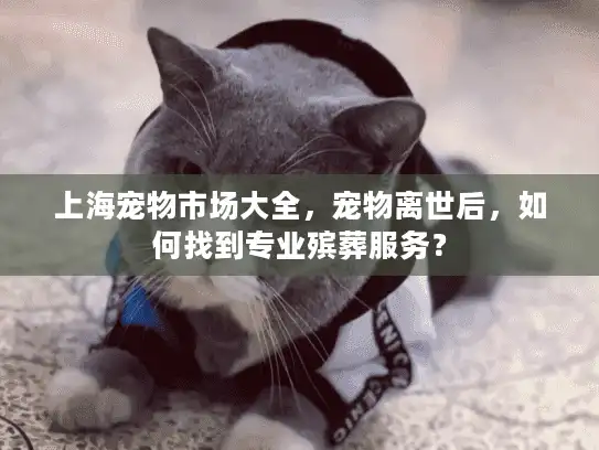 上海宠物市场大全，宠物离世后，如何找到专业殡葬服务？