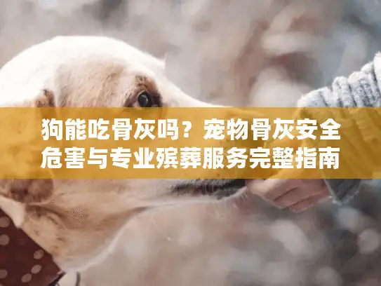 狗能吃骨灰吗？宠物骨灰安全危害与专业殡葬服务完整指南