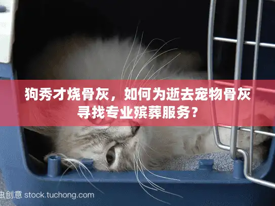 狗秀才烧骨灰，如何为逝去宠物骨灰寻找专业殡葬服务？