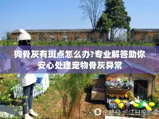 狗骨灰有斑点怎么办?专业解答助你安心处理宠物骨灰异常