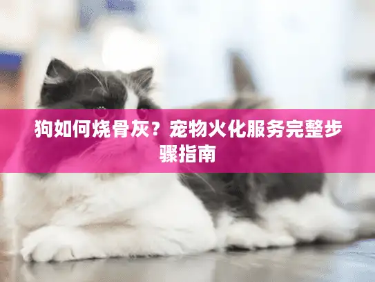 狗如何烧骨灰？宠物火化服务完整步骤指南