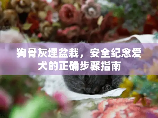 狗骨灰埋盆栽，安全纪念爱犬的正确步骤指南