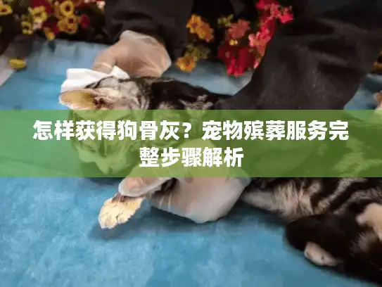 怎样获得狗骨灰？宠物殡葬服务完整步骤解析