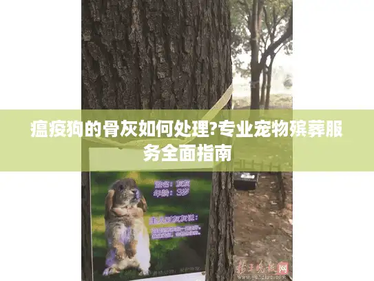 瘟疫狗的骨灰如何处理?专业宠物殡葬服务全面指南
