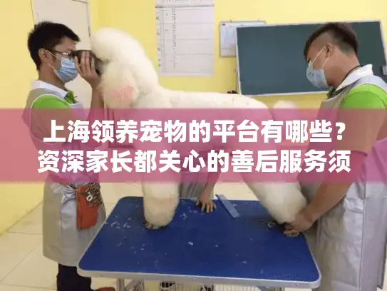 上海领养宠物的平台有哪些？资深家长都关心的善后服务须知
