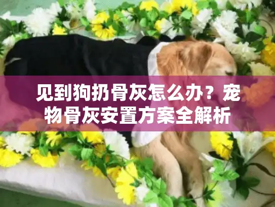 见到狗扔骨灰怎么办？宠物骨灰安置方案全解析