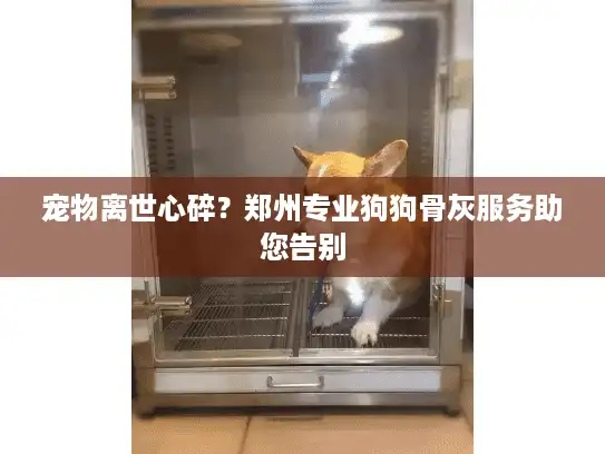 宠物离世心碎？郑州专业狗狗骨灰服务助您告别