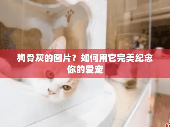 狗骨灰的图片？如何用它完美纪念你的爱宠