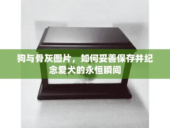 狗与骨灰图片，如何妥善保存并纪念爱犬的永恒瞬间