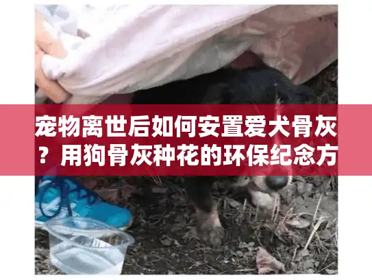 宠物离世后如何安置爱犬骨灰？用狗骨灰种花的环保纪念方式