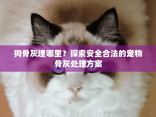 狗骨灰埋哪里？探索安全合法的宠物骨灰处理方案