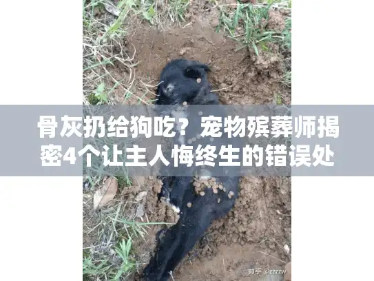 骨灰扔给狗吃？宠物殡葬师揭密4个让主人悔终生的错误处理方式