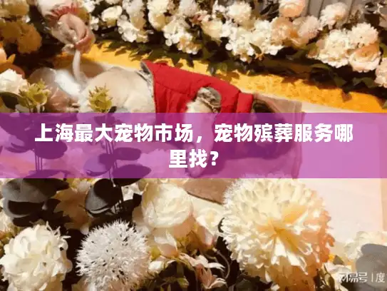 上海最大宠物市场，宠物殡葬服务哪里找？