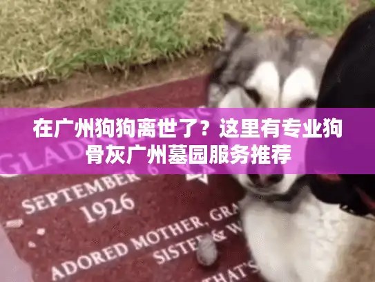 在广州狗狗离世了？这里有专业狗骨灰广州墓园服务推荐