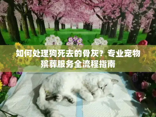 如何处理狗死去的骨灰？专业宠物殡葬服务全流程指南
