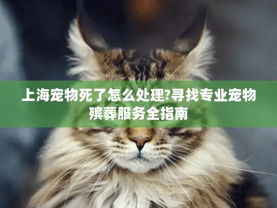 上海宠物死了怎么处理?寻找专业宠物殡葬服务全指南