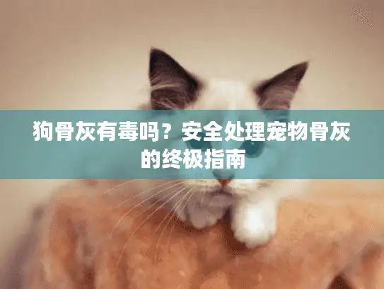 狗骨灰有毒吗？安全处理宠物骨灰的终极指南