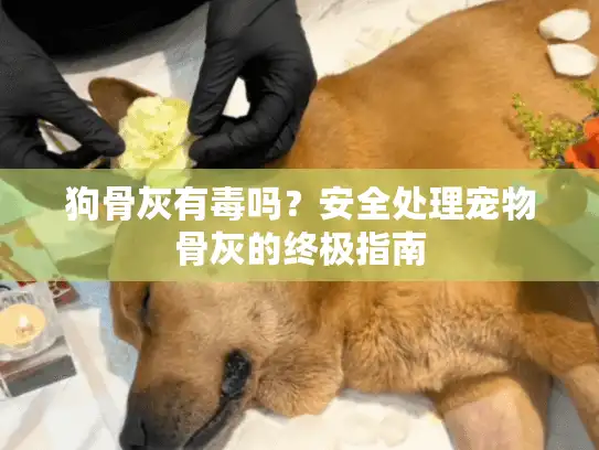 狗骨灰有毒吗？安全处理宠物骨灰的终极指南