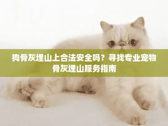 狗骨灰埋山上合法安全吗？寻找专业宠物骨灰埋山服务指南