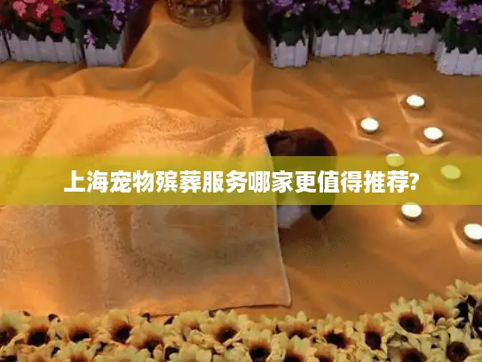 上海宠物殡葬服务哪家更值得推荐?