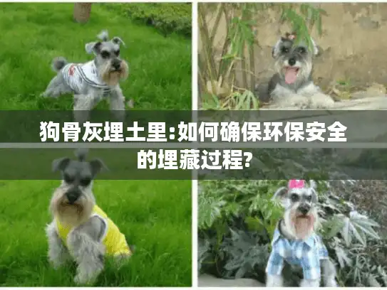 狗骨灰埋土里:如何确保环保安全的埋藏过程?