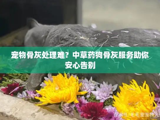 宠物骨灰处理难？中草药狗骨灰服务助你安心告别