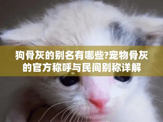 狗骨灰的别名有哪些?宠物骨灰的官方称呼与民间别称详解