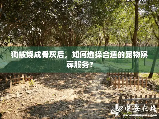 狗被烧成骨灰后，如何选择合适的宠物殡葬服务？