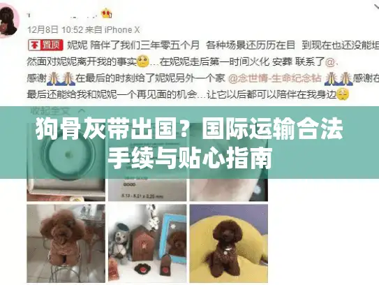 狗骨灰带出国？国际运输合法手续与贴心指南