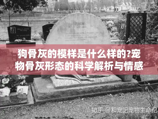 狗骨灰的模样是什么样的?宠物骨灰形态的科学解析与情感关怀