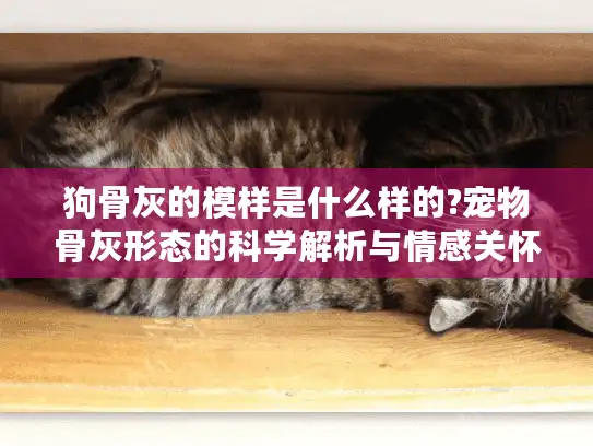 狗骨灰的模样是什么样的?宠物骨灰形态的科学解析与情感关怀