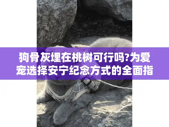 狗骨灰埋在桃树可行吗?为爱宠选择安宁纪念方式的全面指南