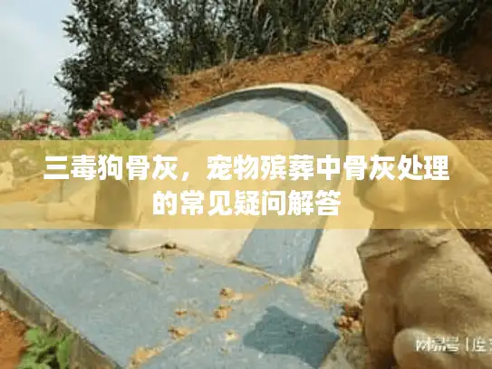 三毒狗骨灰，宠物殡葬中骨灰处理的常见疑问解答
