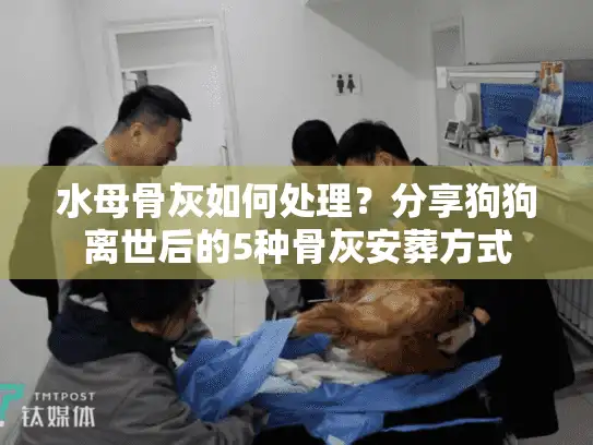 水母骨灰如何处理？分享狗狗离世后的5种骨灰安葬方式