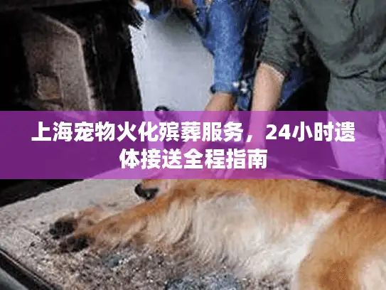 上海宠物火化殡葬服务，24小时遗体接送全程指南