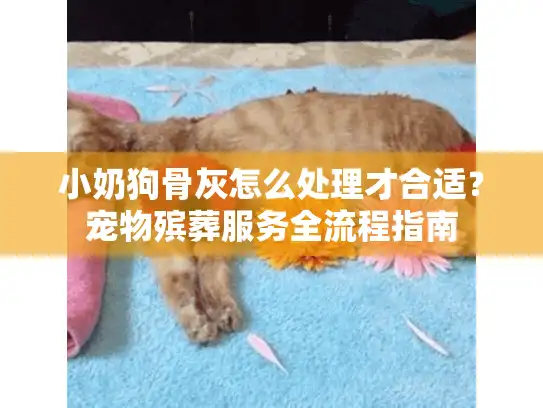 小奶狗骨灰怎么处理才合适？宠物殡葬服务全流程指南