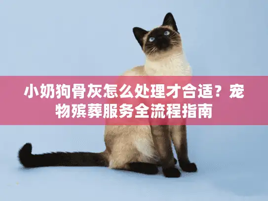 小奶狗骨灰怎么处理才合适？宠物殡葬服务全流程指南