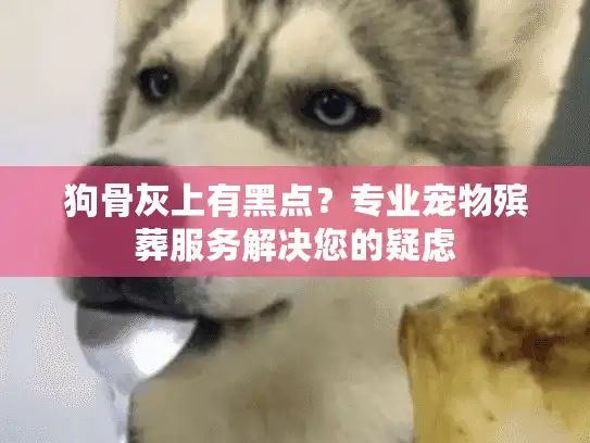 狗骨灰上有黑点？专业宠物殡葬服务解决您的疑虑