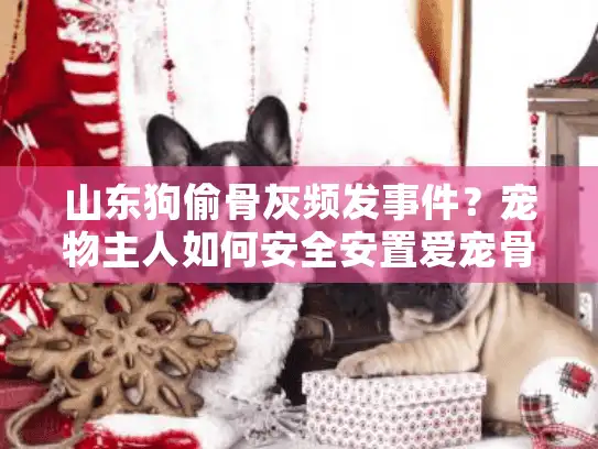 山东狗偷骨灰频发事件？宠物主人如何安全安置爱宠骨灰