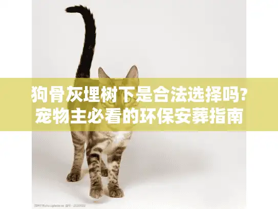 狗骨灰埋树下是合法选择吗?宠物主必看的环保安葬指南