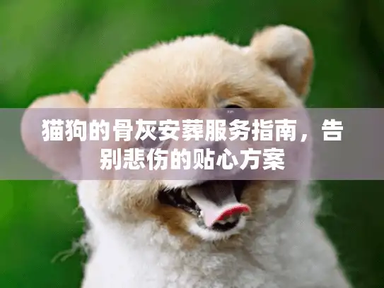 猫狗的骨灰安葬服务指南，告别悲伤的贴心方案