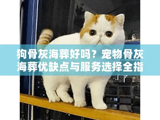 狗骨灰海葬好吗？宠物骨灰海葬优缺点与服务选择全指南