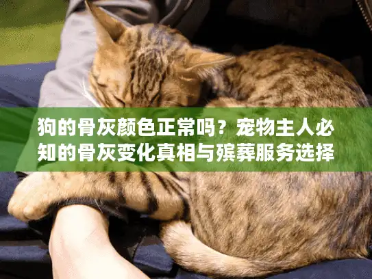狗的骨灰颜色正常吗？宠物主人必知的骨灰变化真相与殡葬服务选择