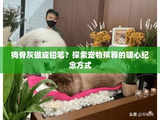 狗骨灰做成铅笔？探索宠物殡葬的暖心纪念方式