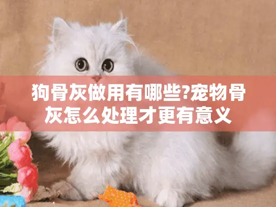 狗骨灰做用有哪些?宠物骨灰怎么处理才更有意义