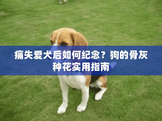 痛失爱犬后如何纪念？狗的骨灰种花实用指南