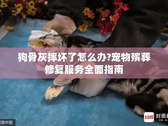 狗骨灰摔坏了怎么办?宠物殡葬修复服务全面指南